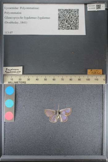 Media type: image;   Entomology 194589